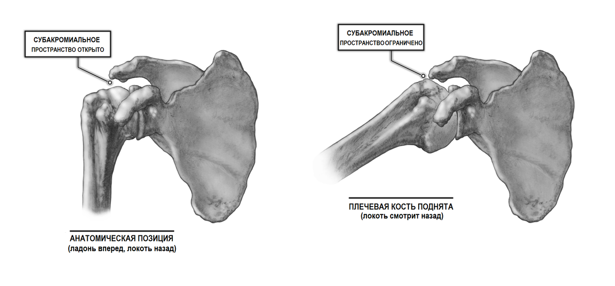 Головка левой плечевой кости. Большой бугорок плечевой кости анатомия. Большой бугорок плечевой кости анатомия перелом. Плечевая кость анатомия рентген. Субакромиальное пространство норма.