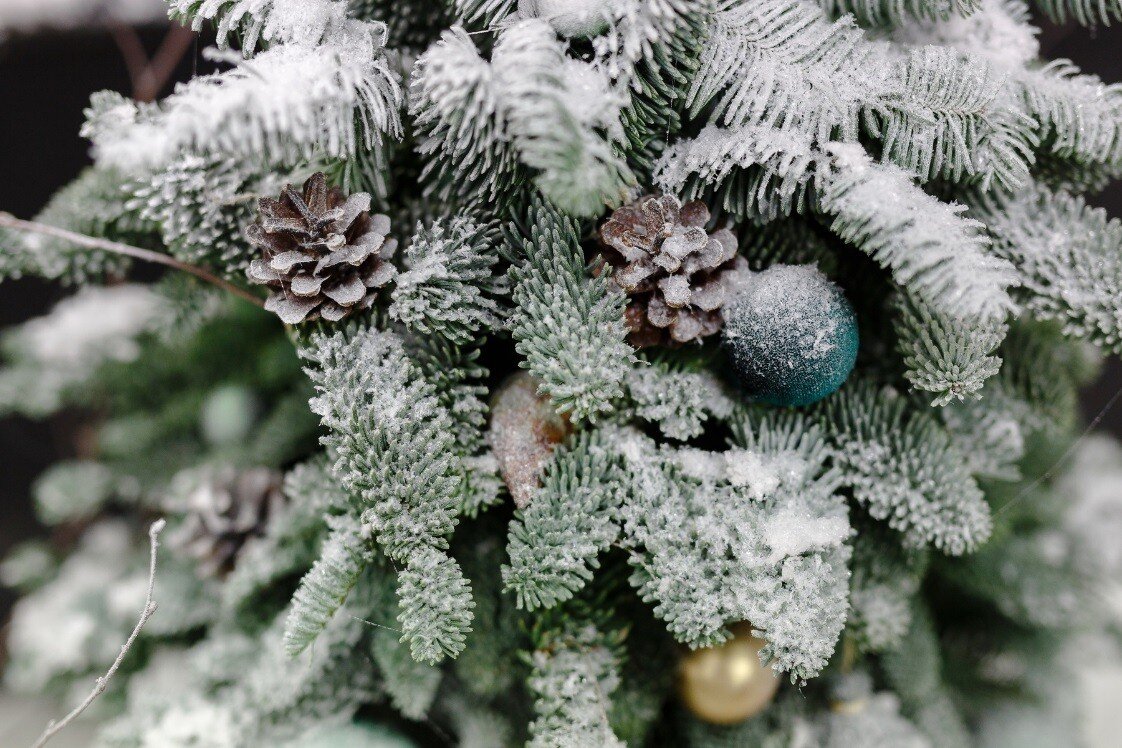 как сделать иней на елке. новогодняя елка белая. иней из соли на ветках. ель "снежная сибирь". как сделать иней на елке.