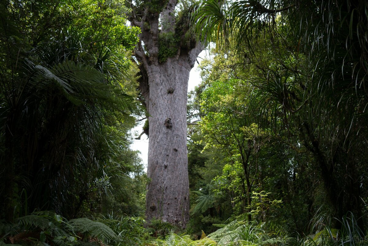 Дерево каури – из чего построены старые особняки в Новой Зеландии