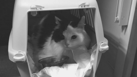 Коту в поезде было норм