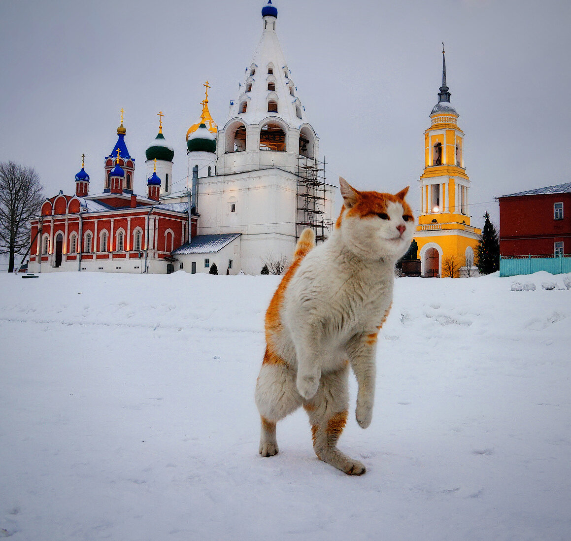 Кот в храме