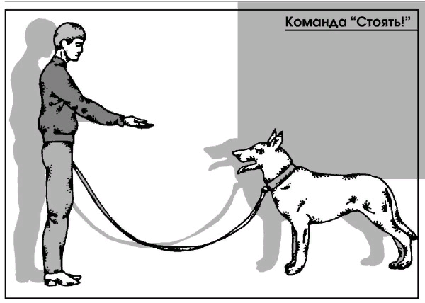 Команда стоять