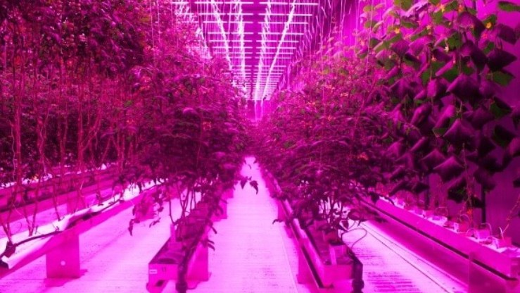 Источник изображения: 80acresfarms.com 