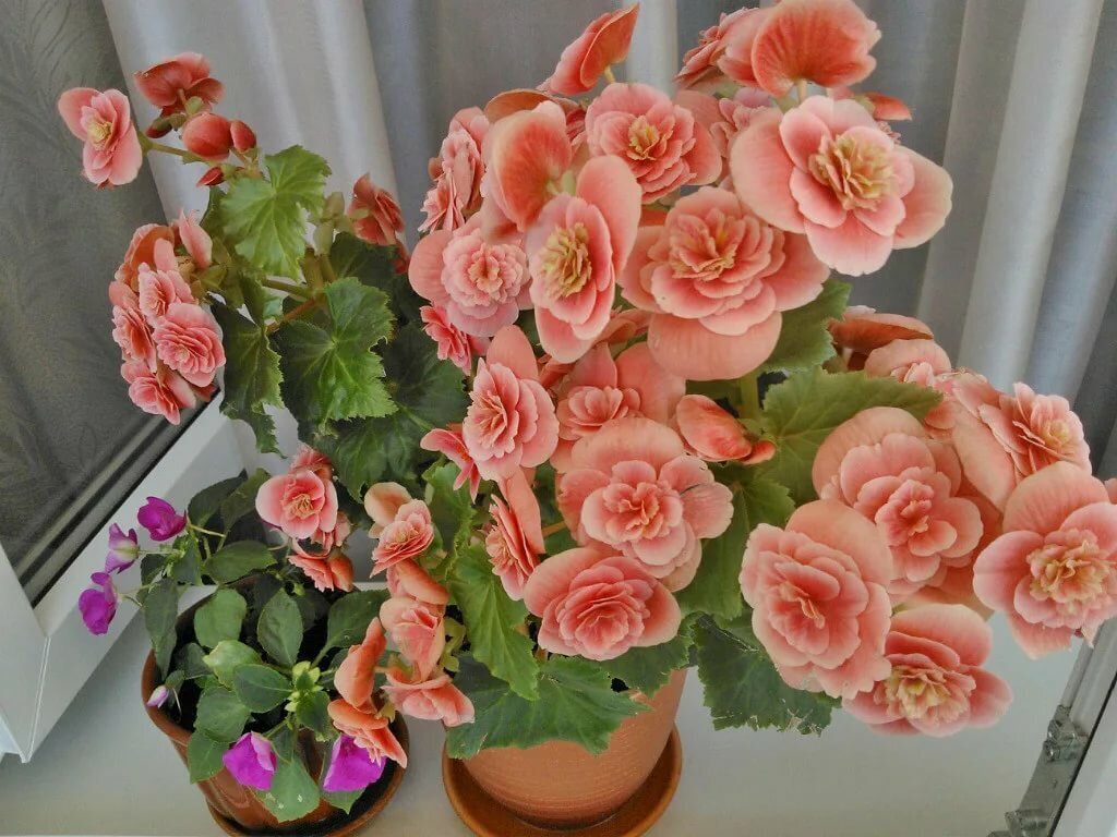 Цветущая бегония после сахарной подкормки