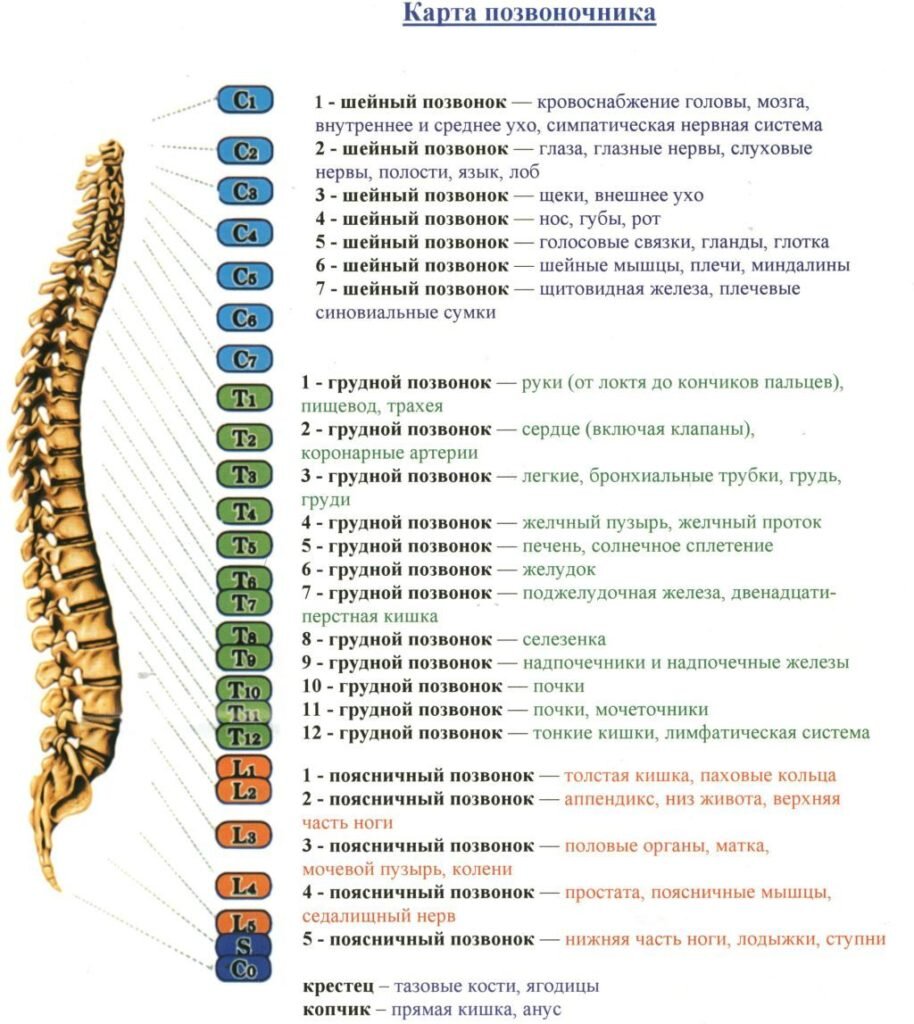 Шейные позвонки - vet-Anatomy - IMAIOS