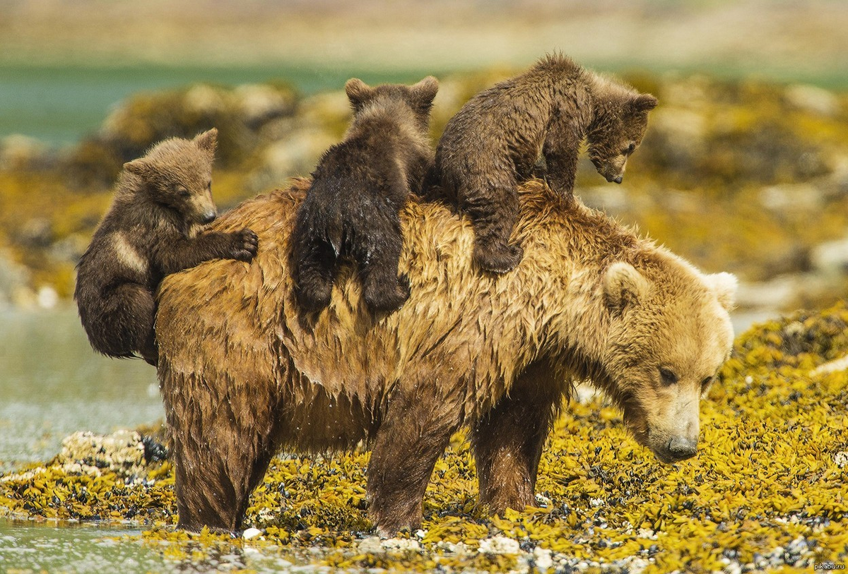 Популяция бурых медведей. Бурый медведь Пестун. Медведица и медведь Пестун. Медведь Пестун с медвежатами. Сайлюгемский бурый медведь.