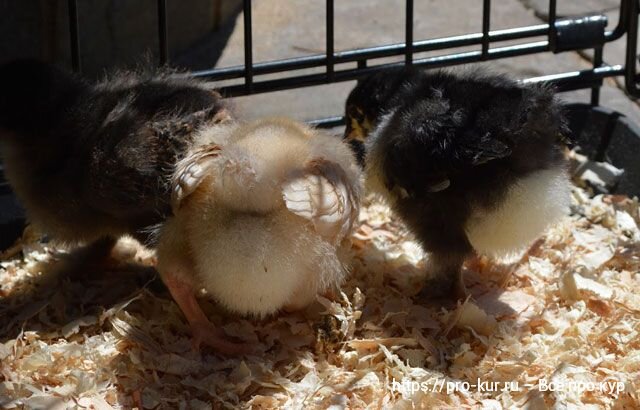 3 курицы в неделю. 3 курицы в неделю. Цыплята едят пшено. Курица за 3 дня снесла 3 яйца. Цыпленок кушает.