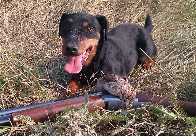 Фото из свободных источников