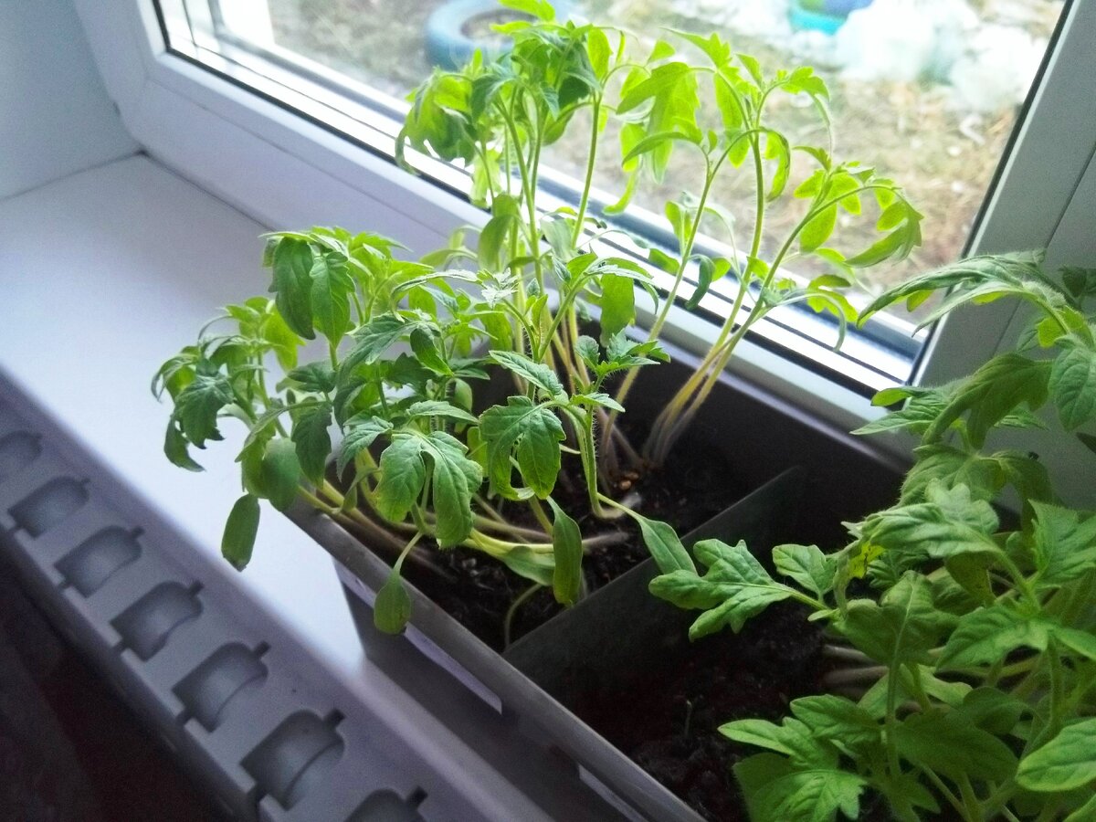 Пример вытянутой рассады, и капуста здесь не исключение.