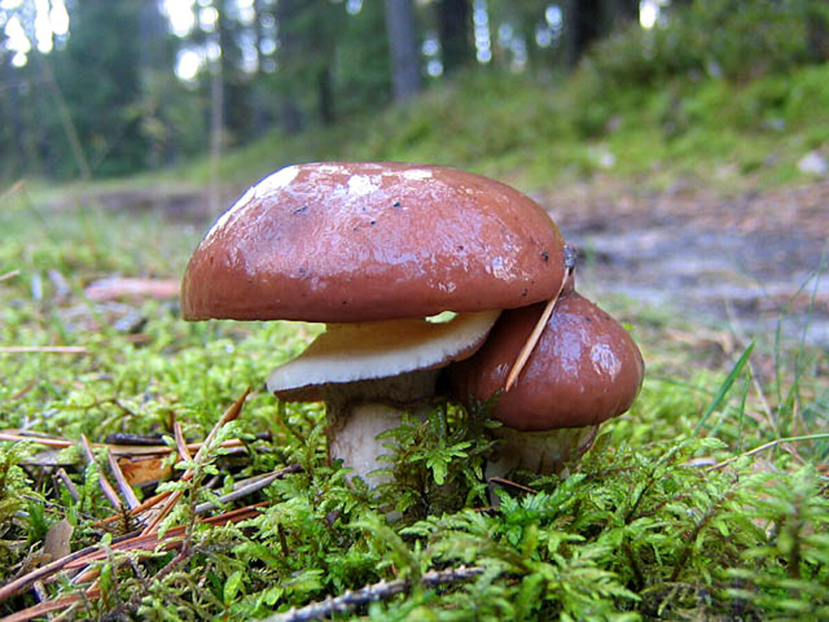 Маслёнок обыкновенный (поздний). Фото взято из открытых источников.