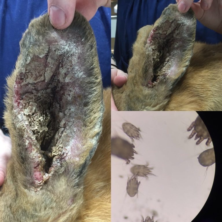 Фото пришлось взять из интернета. Свои все здоровы. 