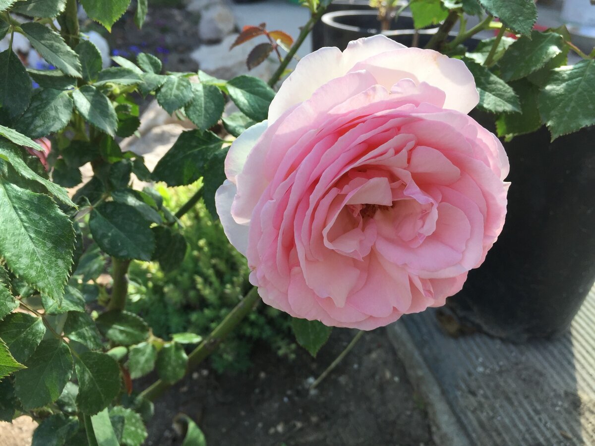 Фото из личного архива. Роза из нашего розария.