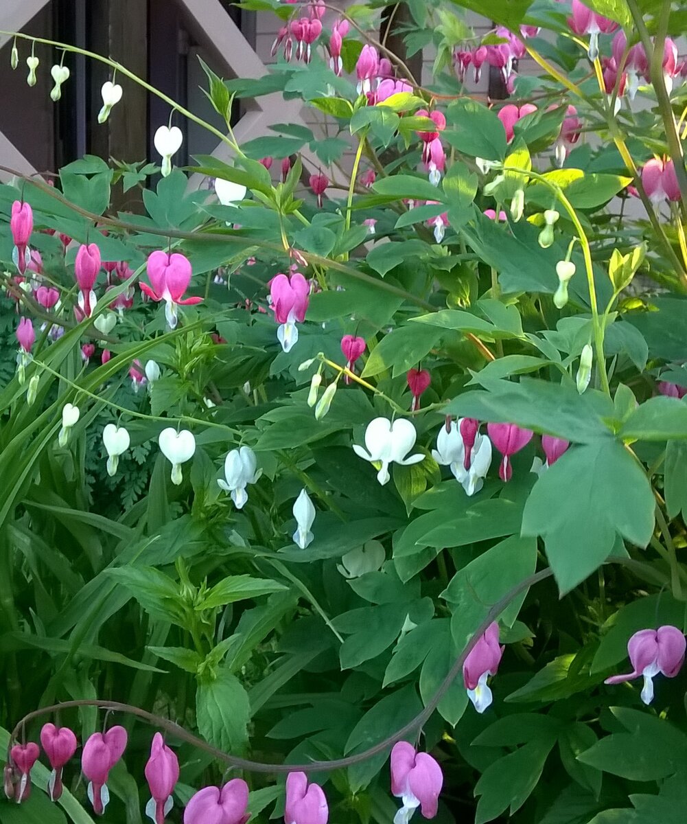 Дицентры, фото автора