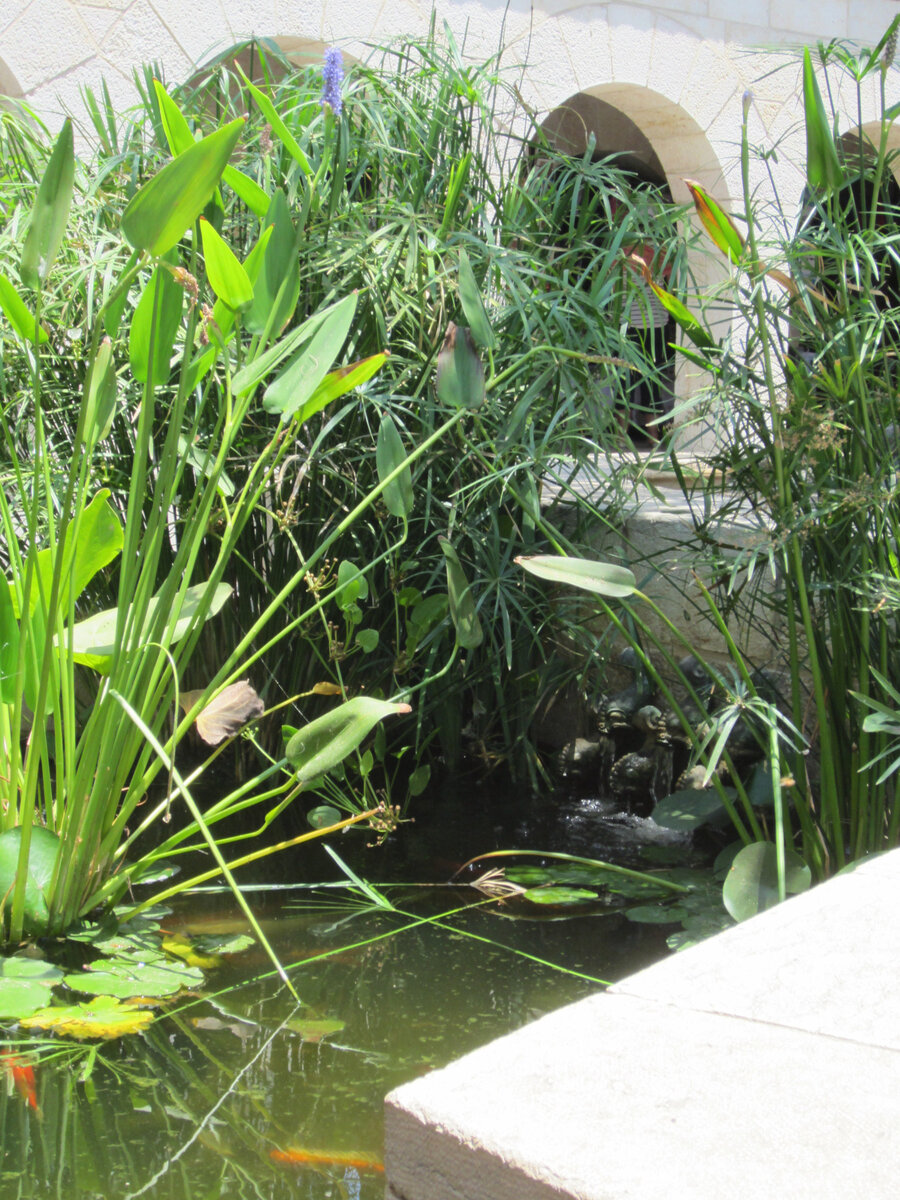 Декоративный водоём с растениями и рыбками. Форма этого водоёма правильная, крестообразная. Израиль, садик при храме 