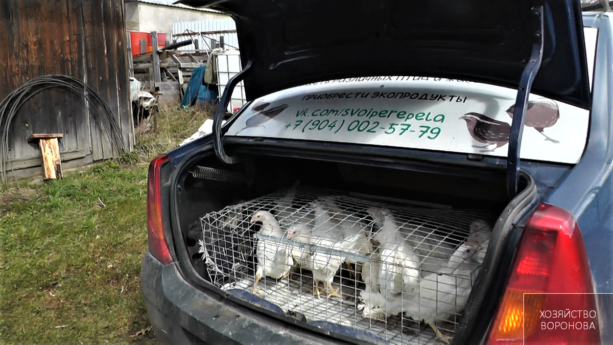 Привезли кур