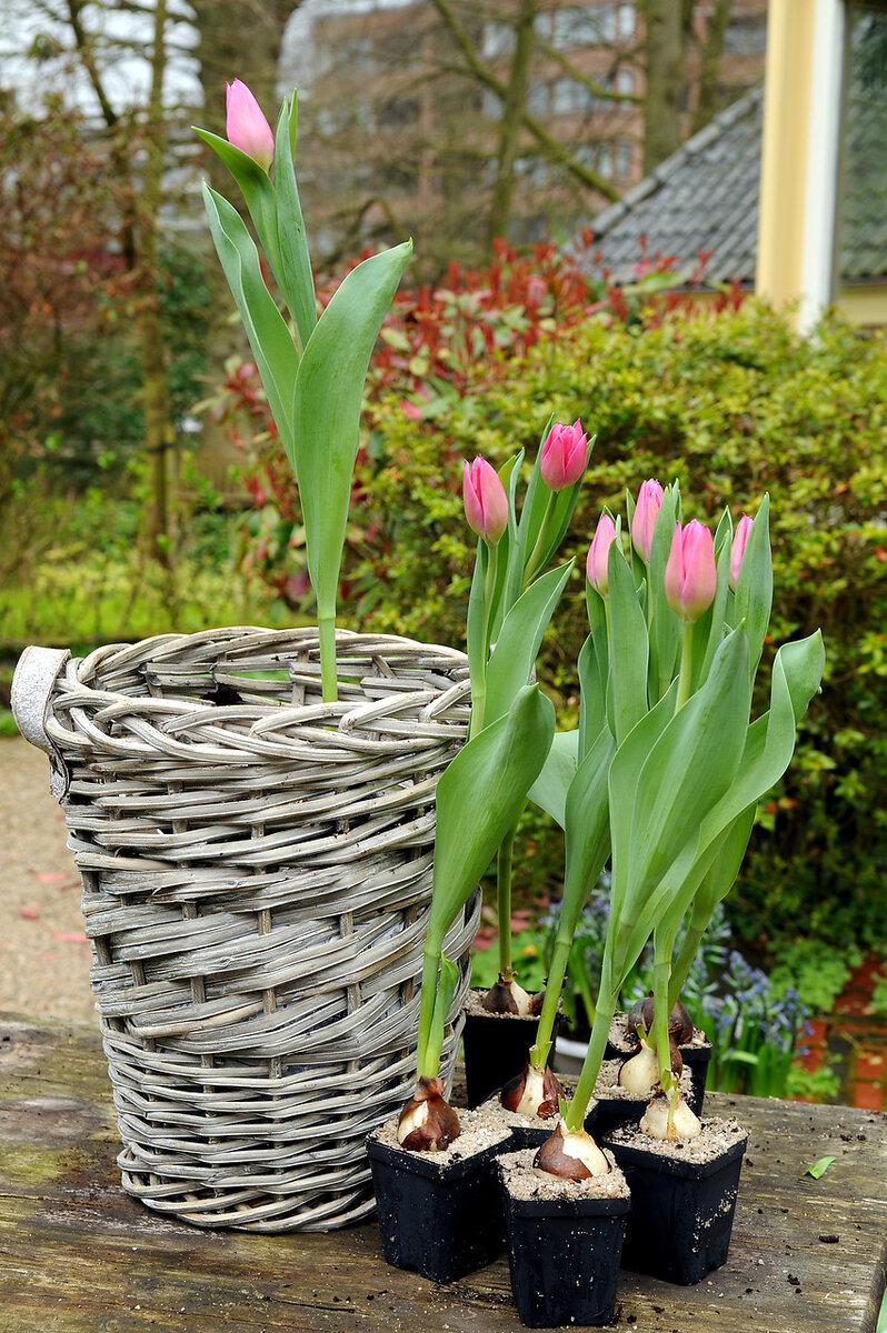 Кашпо для луковичных