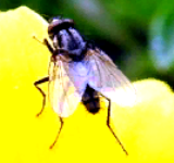 Муха на цветке
