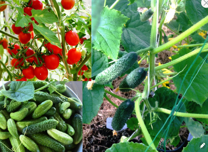 Как вырастить огурцы (часть четвертая) Сажаем вместе с помидорами, подкармливаем крапивой и еще много полезного