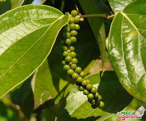 черный перец