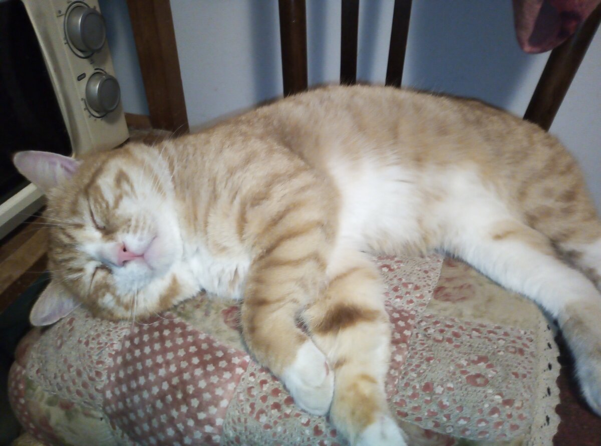 Мой самовыгульный Барсик