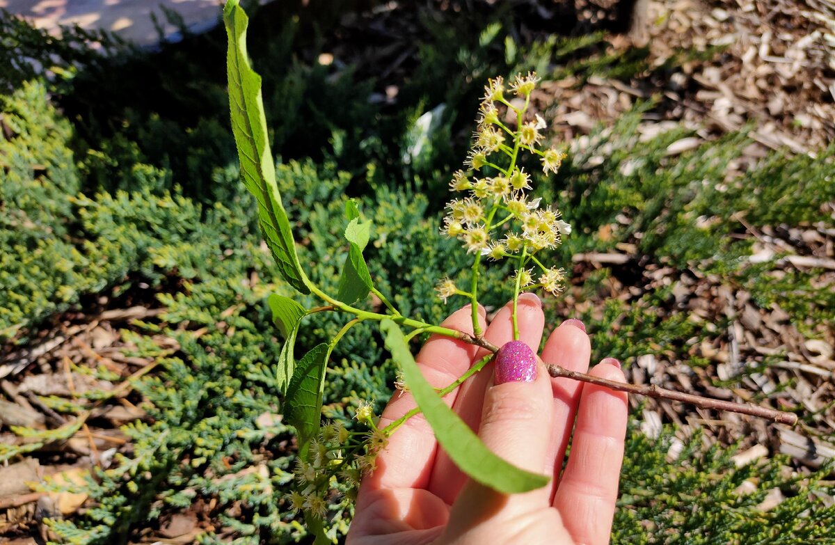 Лесная черемуха отцвела