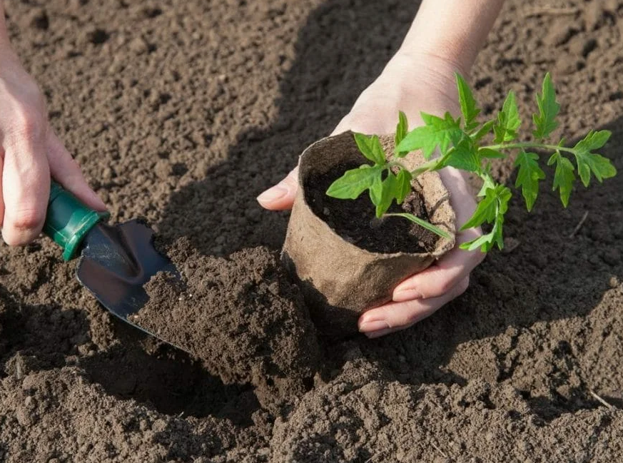 Дрожжевой раствор насыщает растение необходимыми элементами.