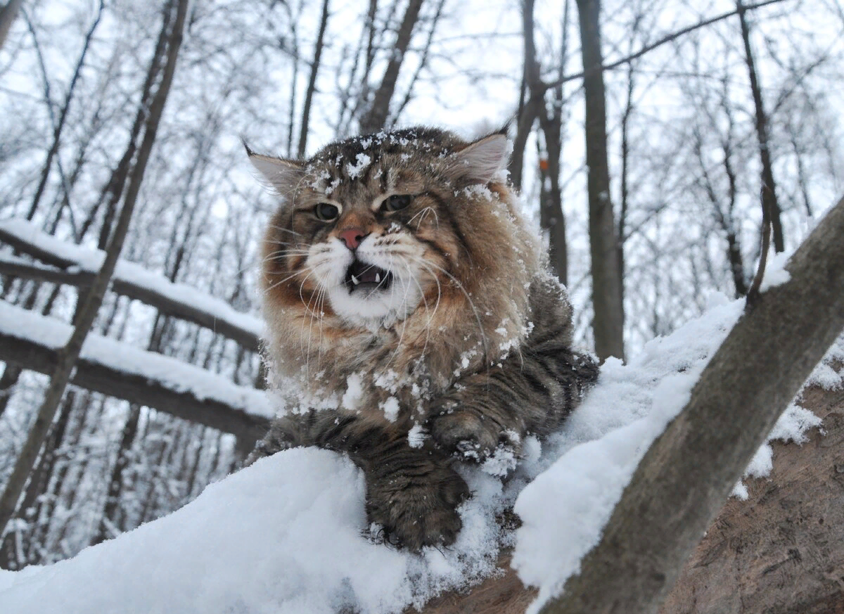 Злой зима. Кот Сибирский Нарышкин. Злой Сибирский кот. Злой кот зимой. Сибирская кошка злая.