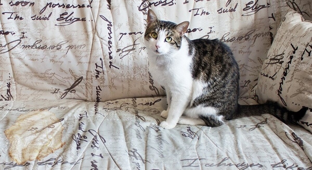 Фото взято с просторов интернета