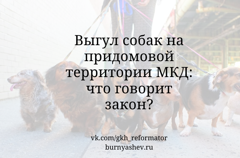 Закон о выгуле собак в 2024 году. Выгул собак на придомовой территории закон. Запрет выгула собак на придомовой территории. Штраф за выгул собак на придомовой территории. Запрещено выгуливать собак на придомовой территории.