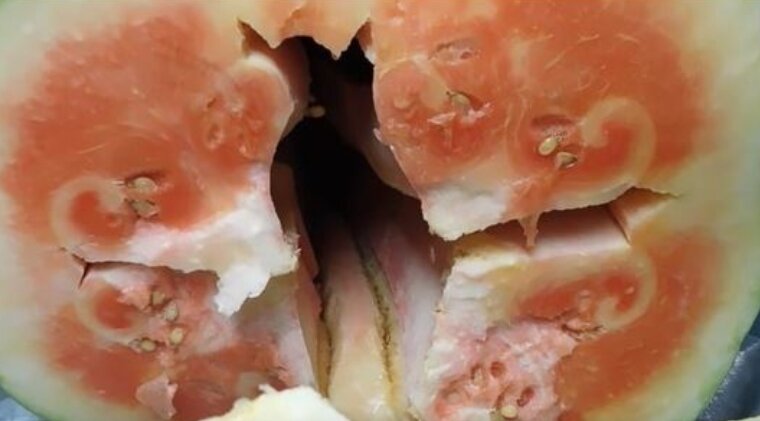 А вот, что оказалось внутри огромного арбуза