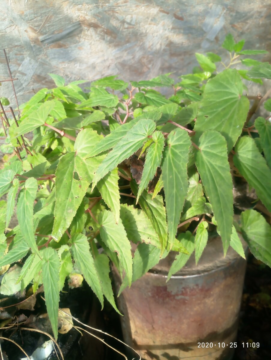 скоро ноябрь, а боливийская бегония прекрасно чувствует себя на улице