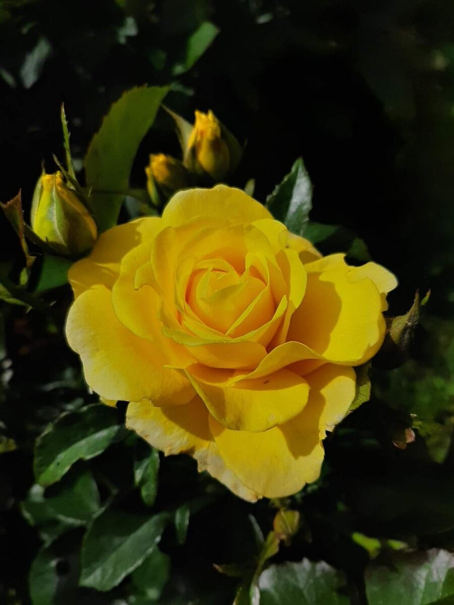 Голден Смайл. Флорибунда.