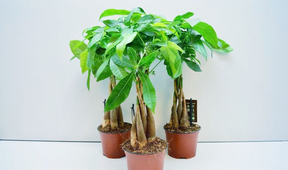 Пахира водная