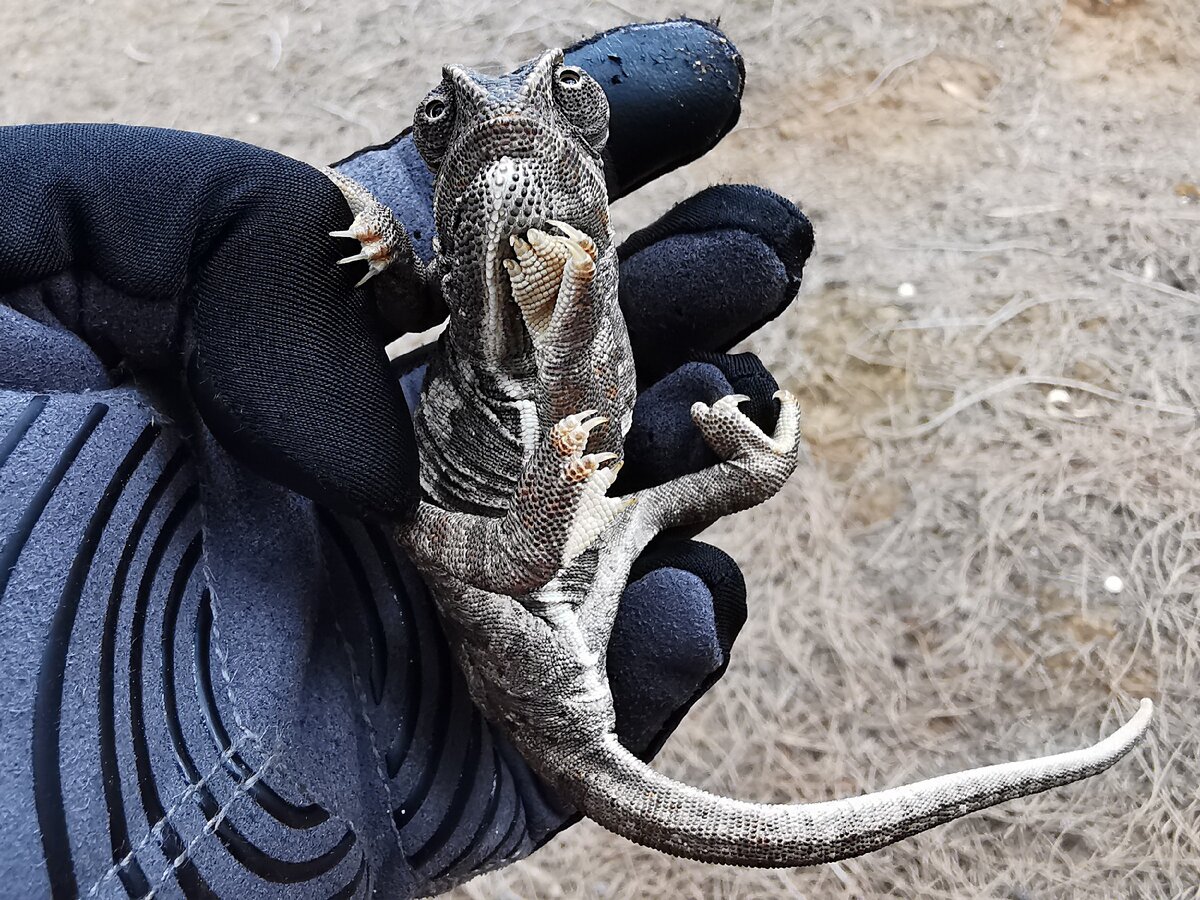 Ну разве это не инопланетное существо? Вы только посмотрите на него!