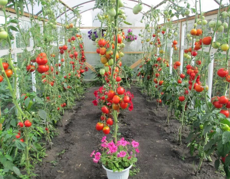 Если с томатами говорить , они приносят на 20 % больше урожая 