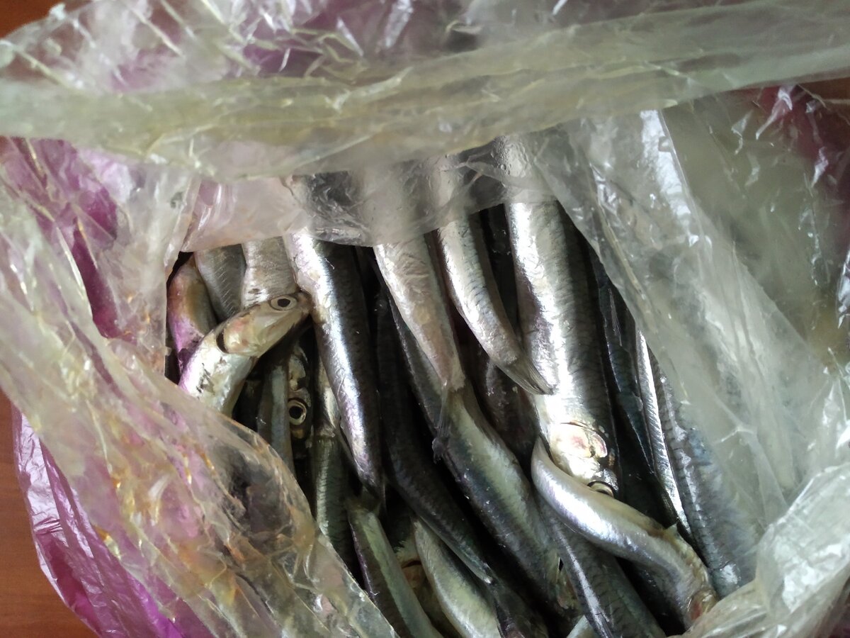 Свежая Керченская хамсичка