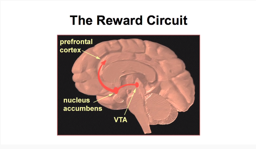 Система поощрений в мозге. Слайд из лекции TED Гэри Уилсона