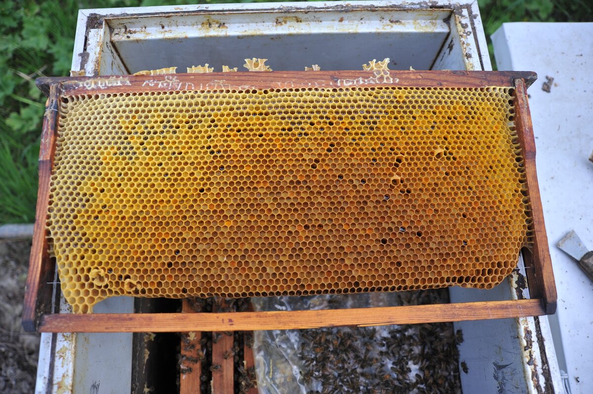 Мой сот с пергой извлеченный из улья 1 мая.