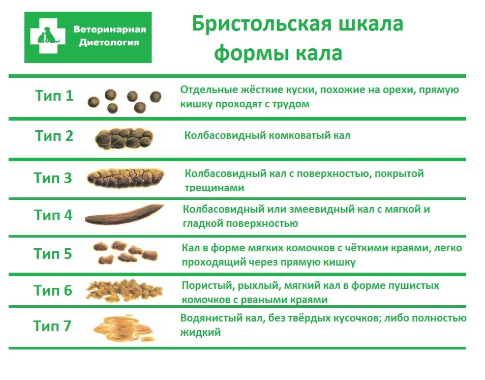 Кал кошек фото Если стул жидкий что это