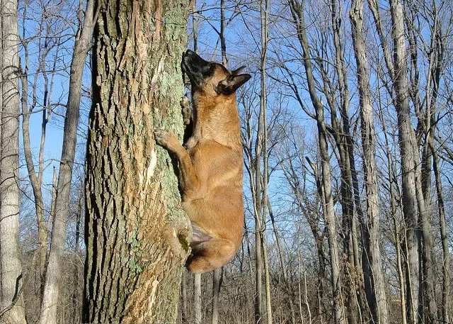 Малинуа чудесно лазают по деревьям + они любят это делать.