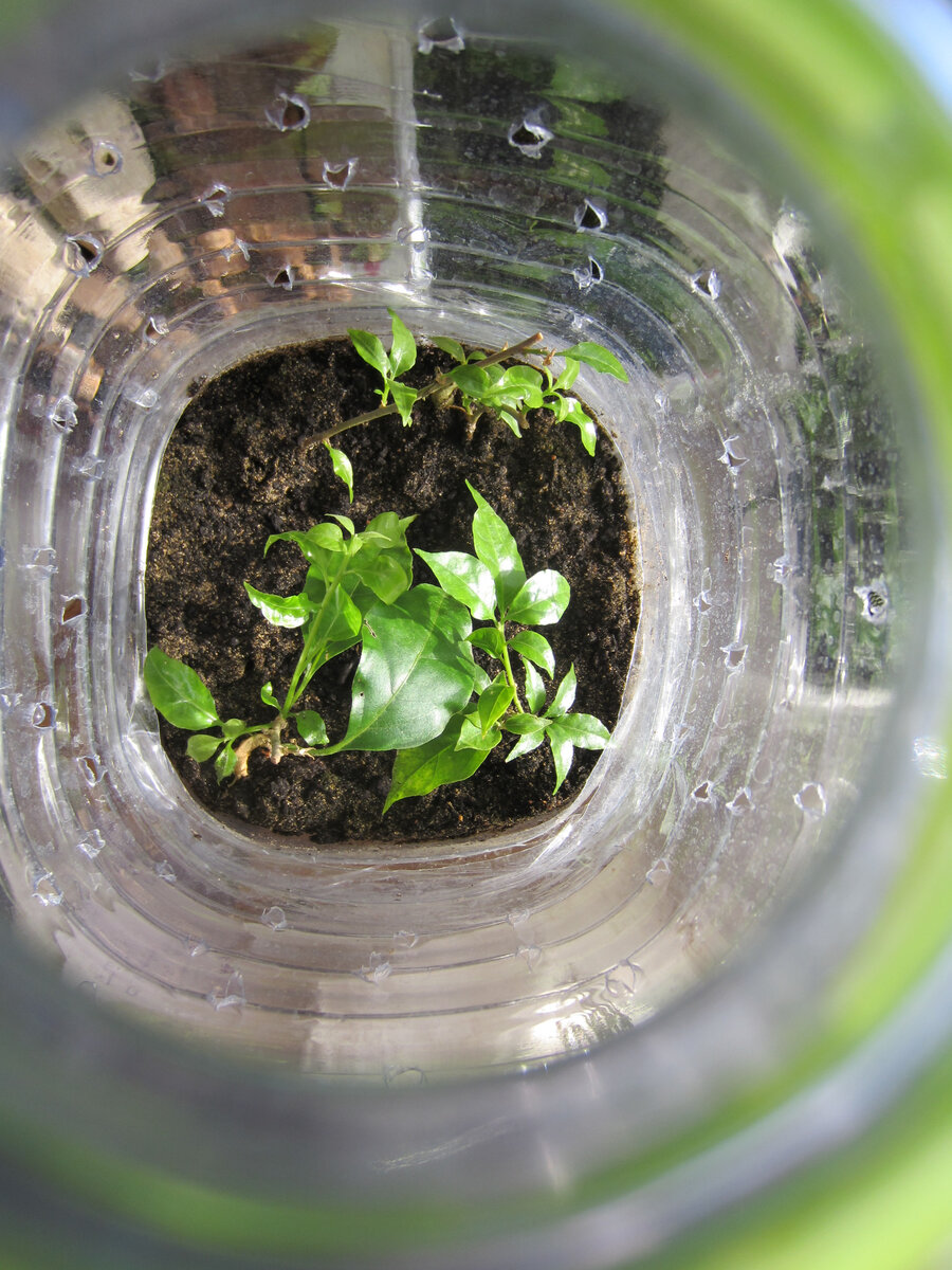 Черенки бугенвиллеи в пластиковой бутылке. Уже укоренённые! Скоро надо рассаживать!
