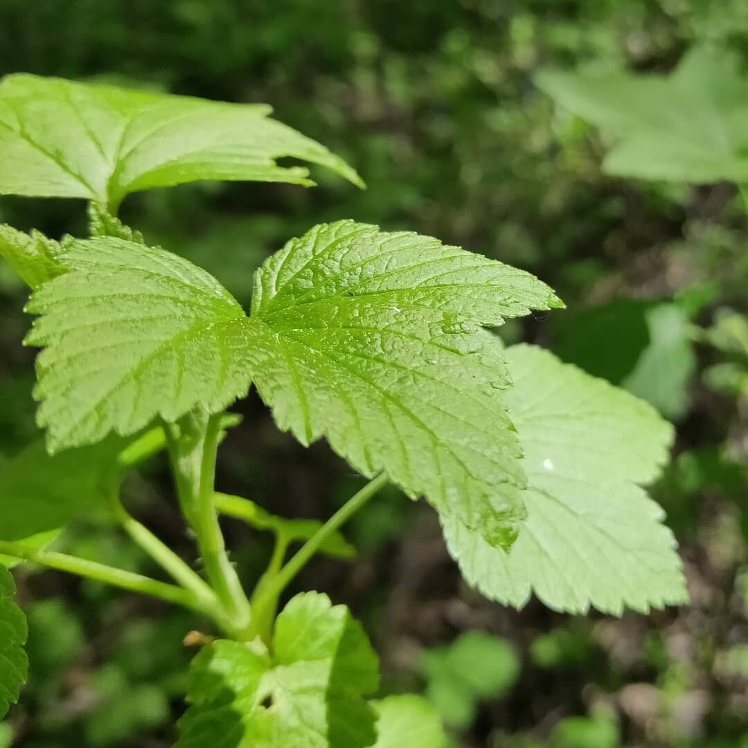 Чтобы узнать кислотность почвы, достаточного смородинового листа (фото автора)
