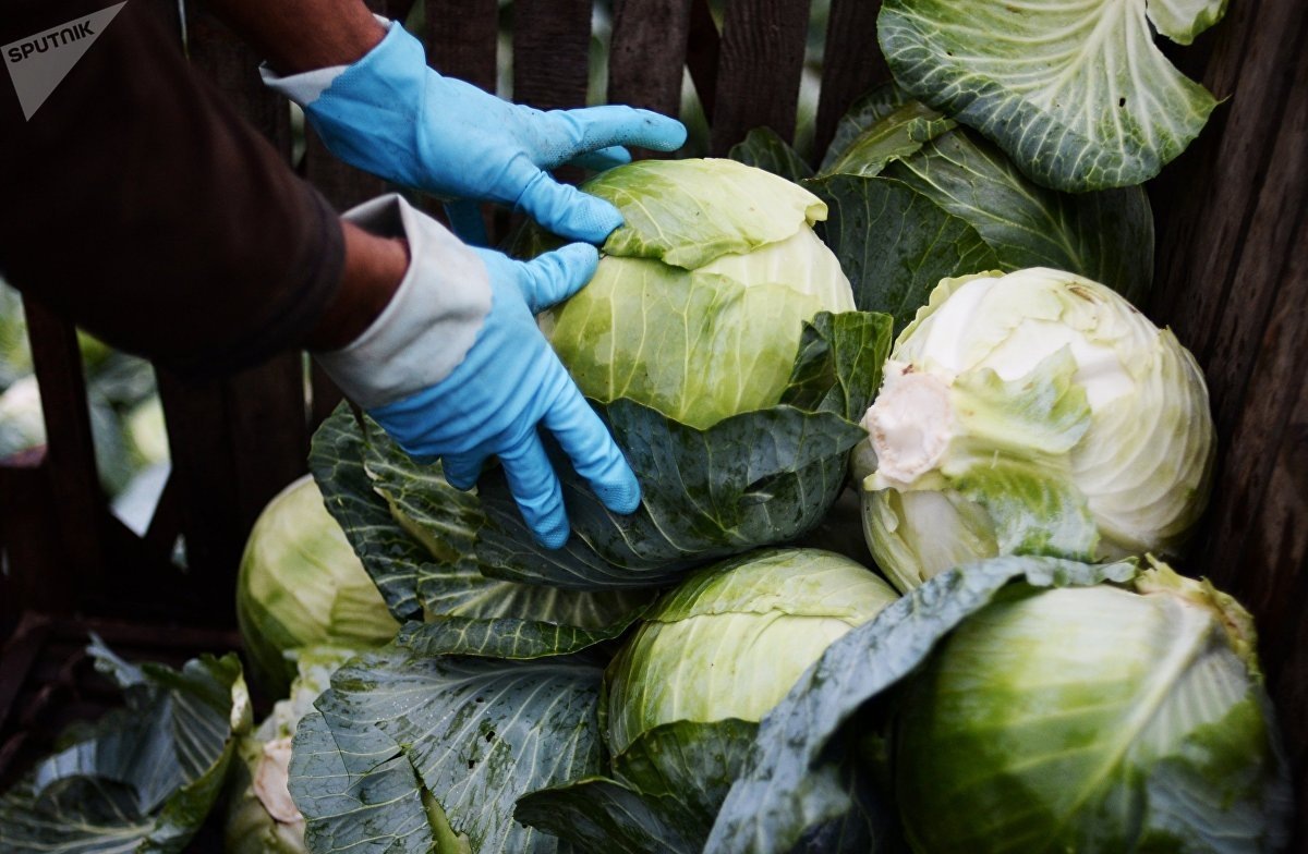                                                    Капуста, что это? И с чем ее едят?