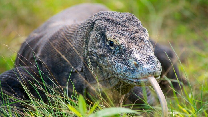 Комодские драконы классифицируются как уязвимый вид, поэтому, хотя их популяция в настоящее время стабильна, необходимы природоохранные работы, чтобы сохранить ее в таком состоянии.