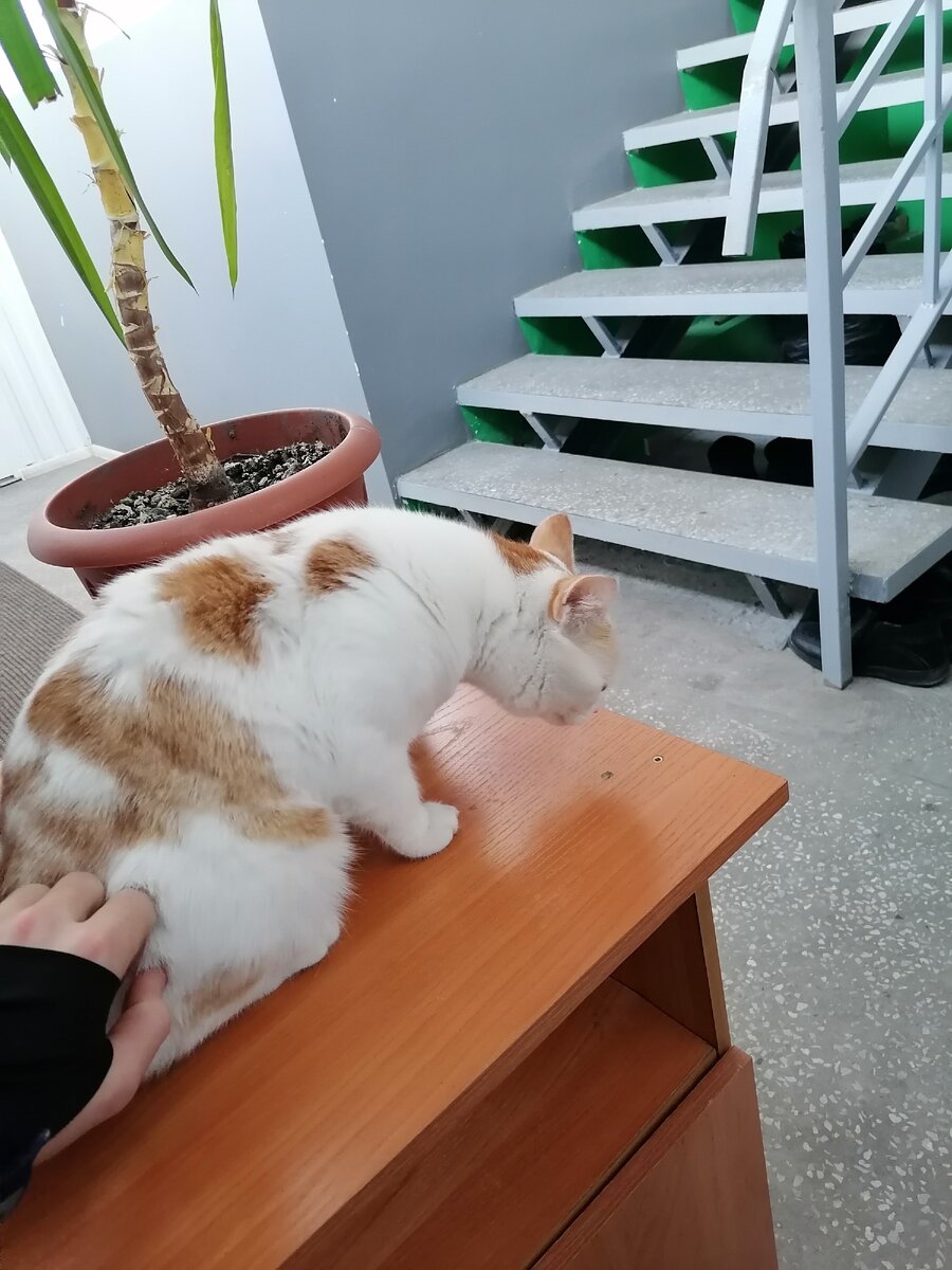 Так же у нас живут и жиВотные