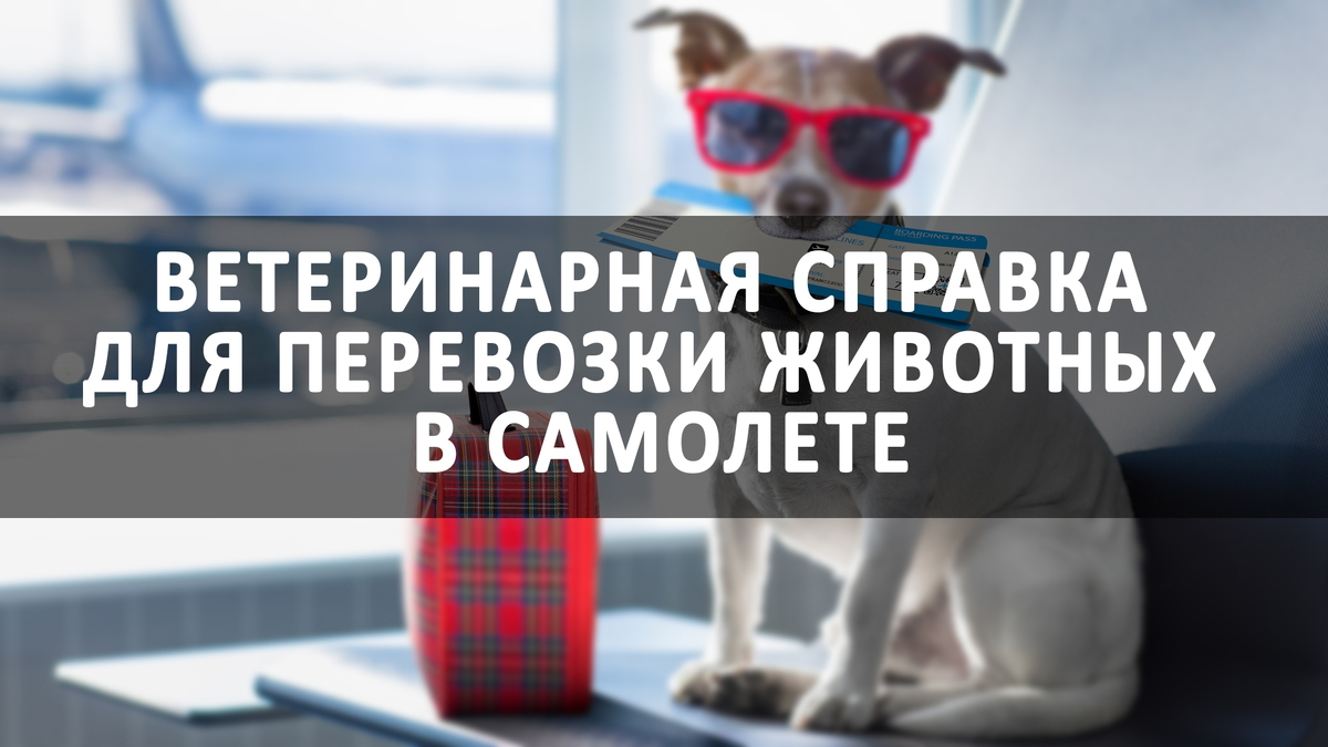 Ветеринарная справка для перевозки животных в самолете | spravki.msk.ru |  Дзен