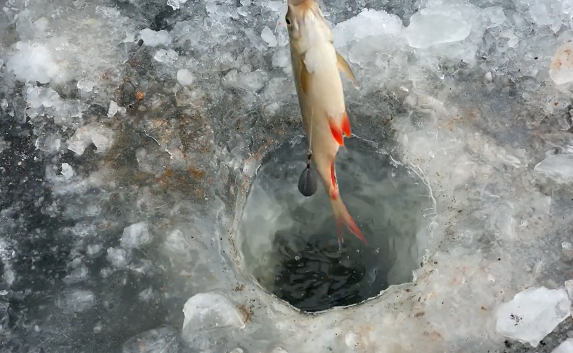 Первая рыбка