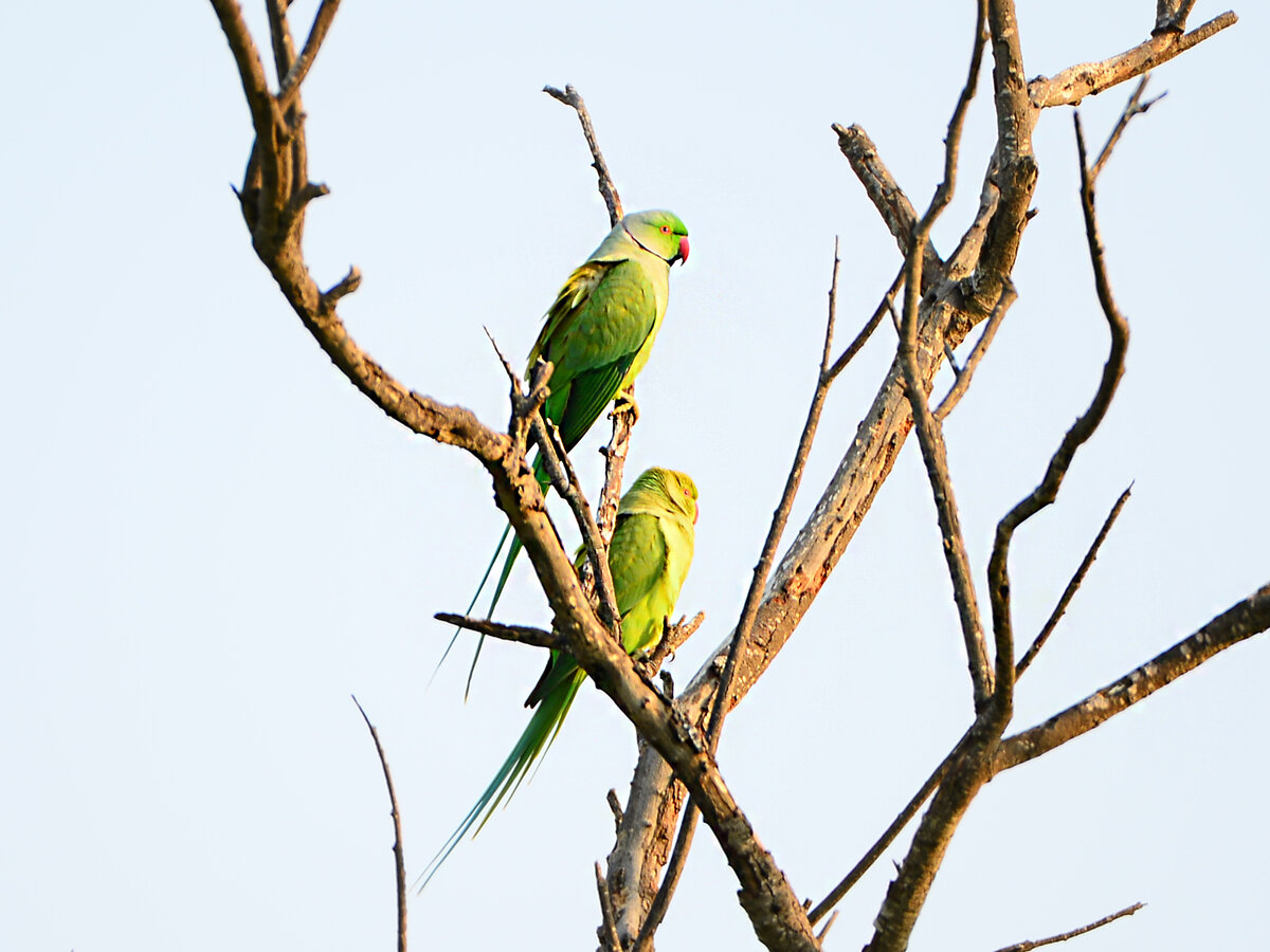 Попугайчики не вышли, нужно было тихо ждать, когда они спустятся пониже для резкого кадра. Это кроп.