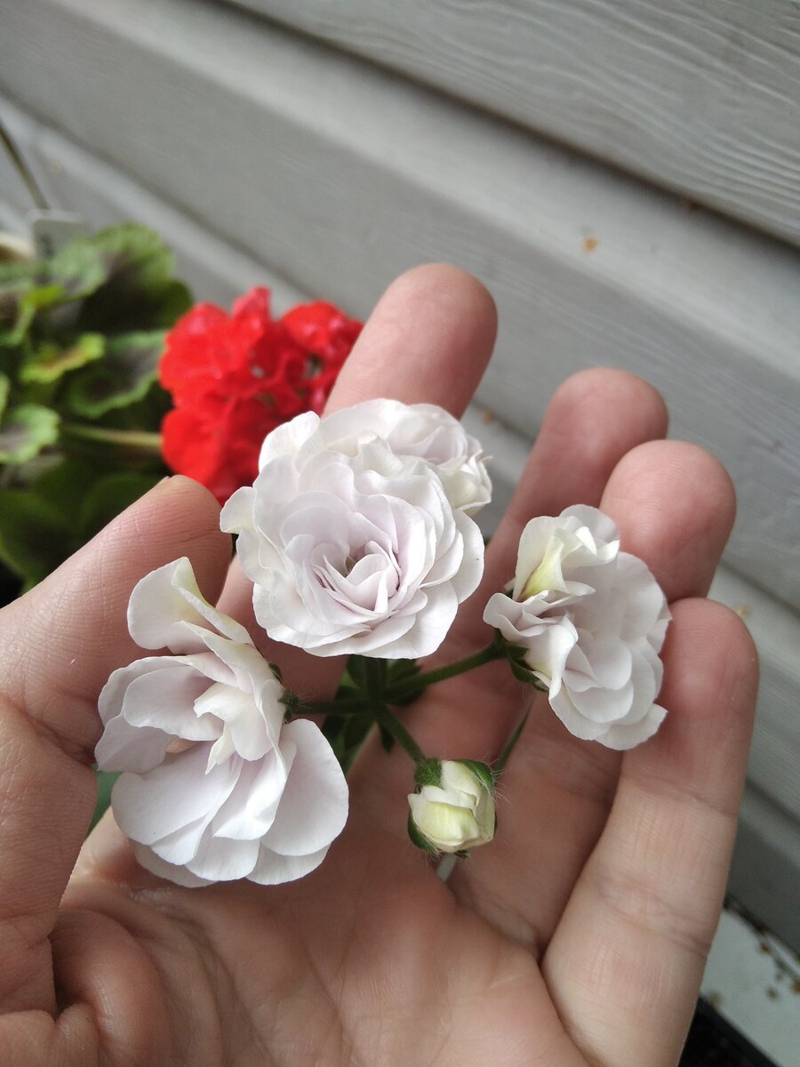 Ice rose. Плющелистная пеларгония. 