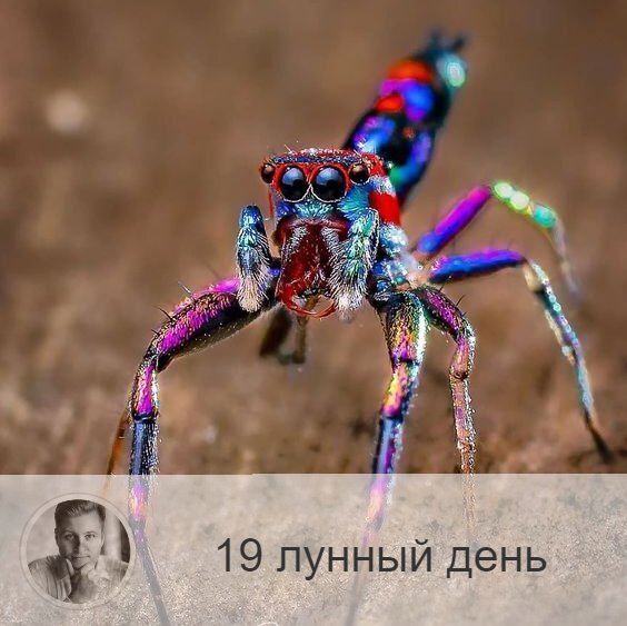 Подписывайтесь на наш канал, друзья!
19-ый лунный день с 20:57 1-ого по 22:28 2-ого. 🔆Время, когда легко попасть в сети зла.
🕷 Символа дня – паук, сеть.
🎂 Люди, рождённые в этот лунный день, развивающиеся по высшему пути, нравственны, скромны, самоотверженны, добры. В противном случае - коварны, хитры, льстивы, неудачливы.
💍 Камни - гематит, хризолит.
🌚 19-ые лунные сутки энергетически связаны с египетским фараоном, а символом его считается паук. Довольно тяжёлый день, в который велика опасность поддаться наваждению и попасть под чужое деструктивное влияние. Будьте бдительны, сведите любые коммуникации к минимуму, не совершайте принципиально важных поступков и не выясняйте отношения — сегодня это ни к чему хорошему не приведёт.
✅ Рекомендуемые практики: прощение и очищение.
Очень полезно в эти лунные сутки заняться уборкой и очищением — дома, души, тела... Желательно, зажечь свечу и мысленно покаяться в прошлых грехах.
❌Запрещено: гордыня, ссоры, обязательства
Нельзя ругаться, проявлять гордыню, отдавать долги и брать взаймы. Иначе можно попасть в неприятную историю, выбраться из которых будет нелегко, то есть попадёте в сети. Нельзя заключать договоры и позволять опутывать себя обязательствами. Как правило, в этот день поступает много предложений, но это ловушка. Но и самому нельзя накидывать сеть на других: не возлагайте на окружающих никаких обязательств – ни устных, ни письменных.
⭕️Уязвимые органы: прямая кишка.
Сегодня будет хорошо почиститься голоданием.
⚠️ Знак:
Если сегодня случились проблемы с пищеварением или приступ аппендицита, значит вы несёте в себе много вредных помыслов, и необходимо заняться очищением души.
💤 Сон может напугать, но это всего лишь иллюзия.

—————
📖 Посмотреть отзывы 👉 numeromagic.ru/reviews
🧞‍♂Помощник по услугам 👉 numeromagic.ru/uslugi